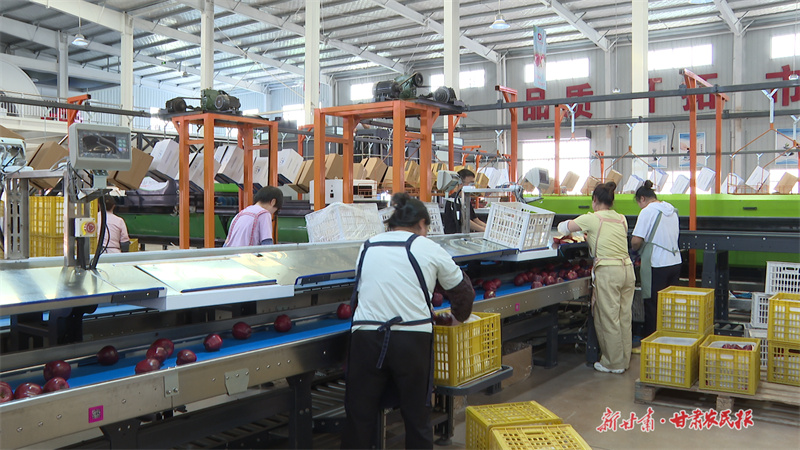 工人們正在裝箱分級后的蘋果