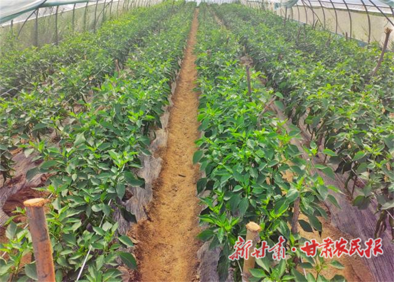 1751584158730681.png 1751533973228017918.png