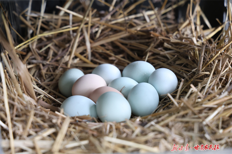 圖為木林鄉東陽寨村生態養殖基地的五黑雞蛋