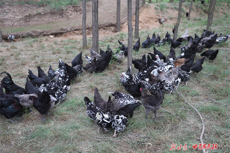 圖為木林鄉東陽寨村生態養殖基地的五黑雞