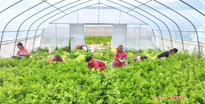 汭河川芹菜種植基地