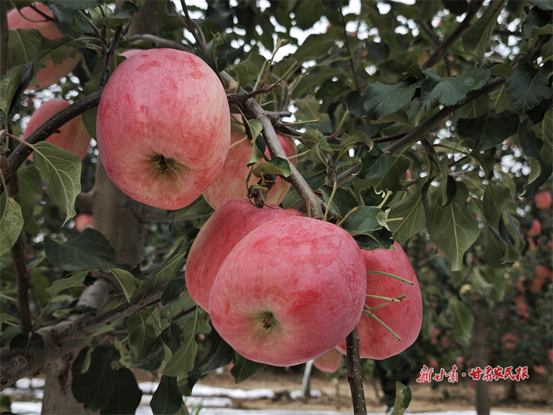 甜脆的早熟蘋果
