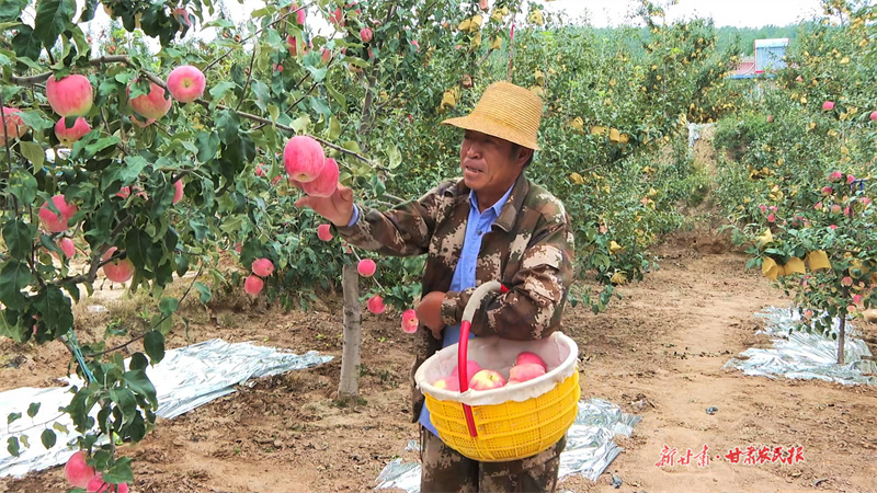 果農采摘早熟蘋果