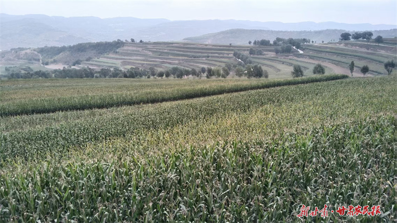 梯田旱作玉米