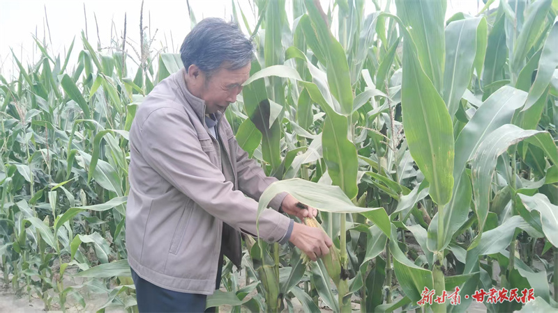 農民查看玉米棒