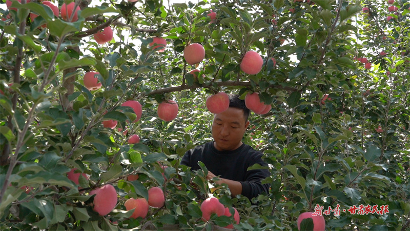 果農給蘋果翻面