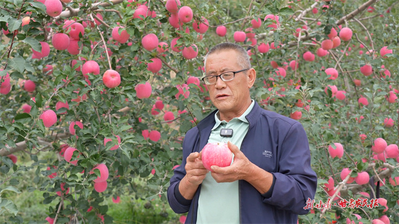 靜寧縣賈河鄉中堡村果農楊連軍向記者介紹他們家的蘋果