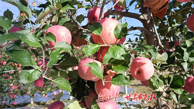 1761093289475967.jpg 1760751245674035247.jpg