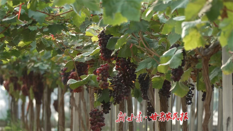 1761093642484818.jpg 1760751402556044821.jpg