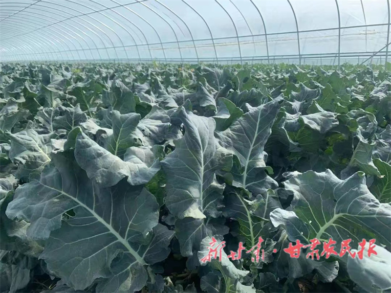 肅州區：產業發展 富民增收