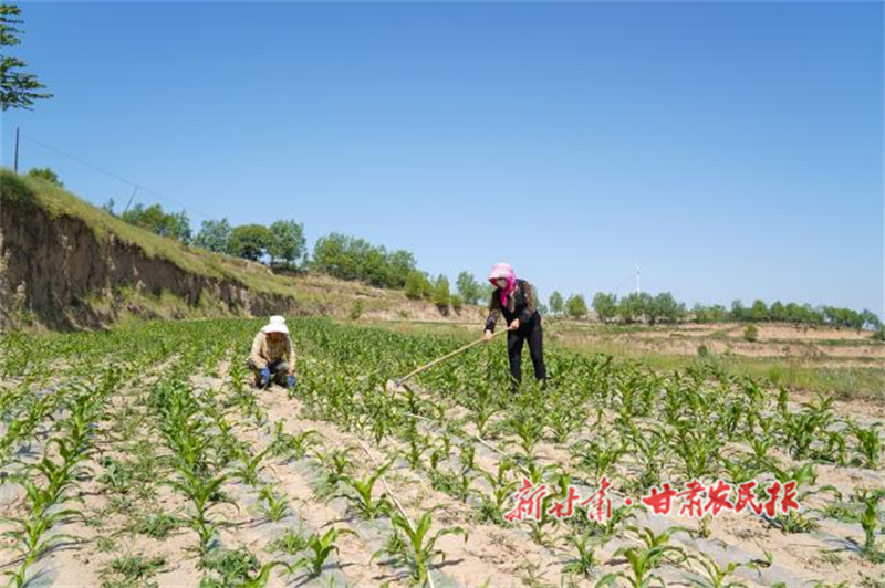 秦安縣：&ldquo;糧改飼&rdquo; 奏響富民強農新樂章

