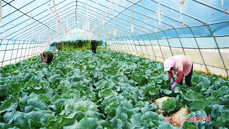 【組圖】崇信：&ldquo;綠色珍品&rdquo;走出國門