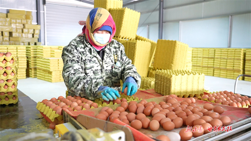 靜寧：蛋雞產業成鄉村振興的&ldquo;金鏈條&rdquo;