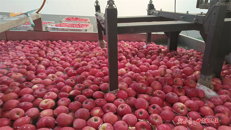 靜寧蘋果&ldquo;闖全球&rdquo; &ldquo;甘味&rdquo;鮮甜譽四方