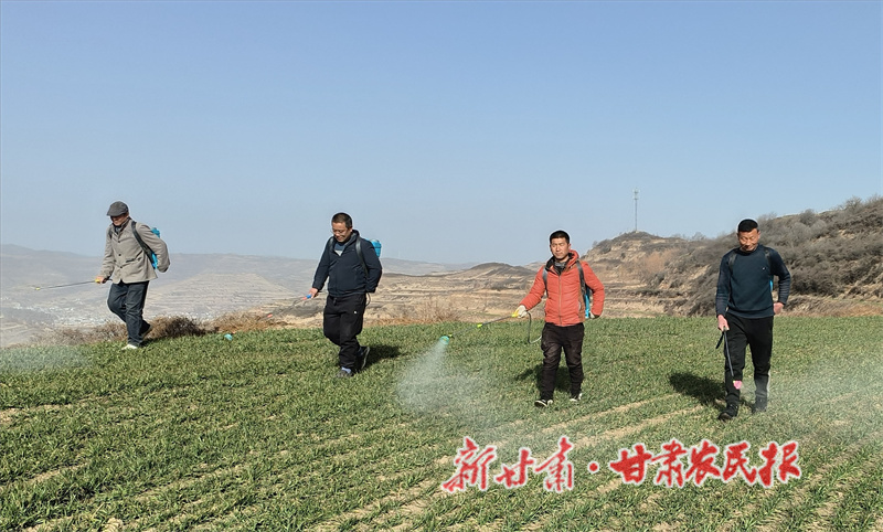 田間來了&ldquo;麥醫(yī)生&rdquo;&mdash;&mdash;秦州農(nóng)技員寒天問診記 