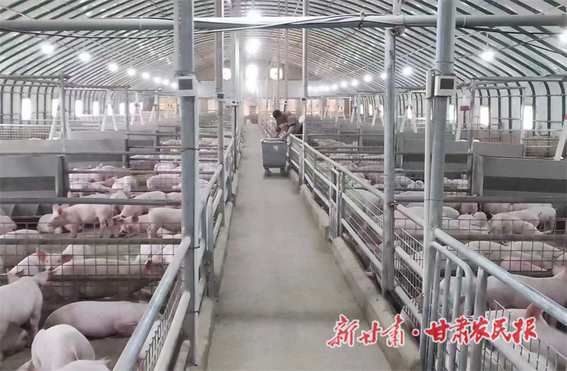 秦州區(qū)：項目引領(lǐng)特色賦能 畜牧養(yǎng)殖繪就增收新圖景